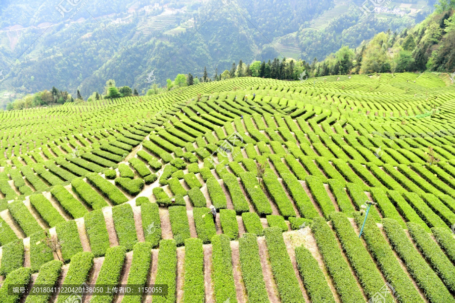 茶山茶树