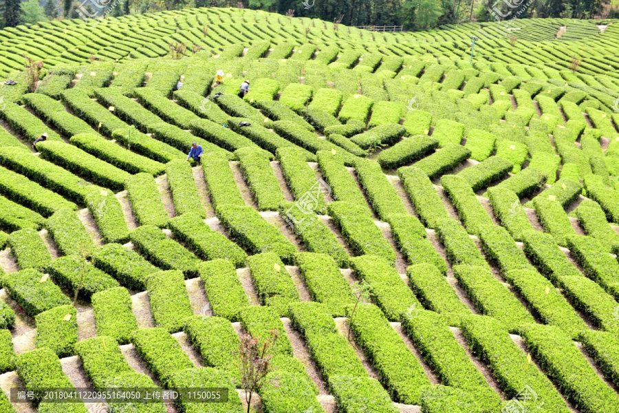 有机生态茶园