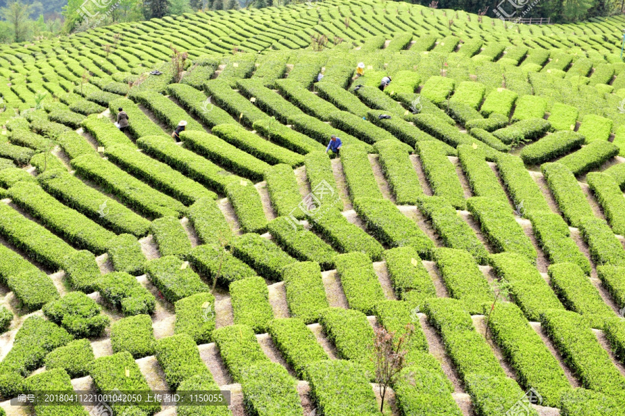 有机生态茶园