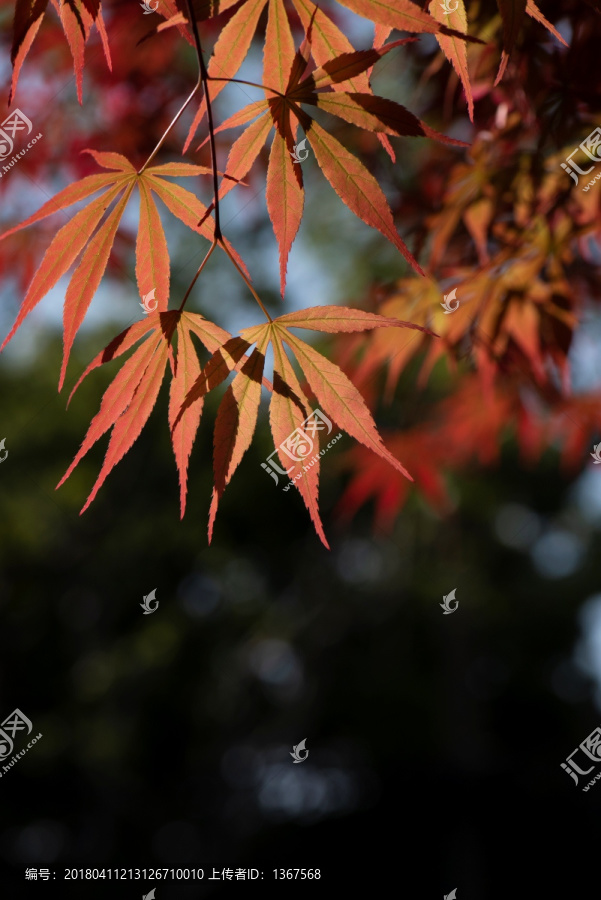 红枫叶子