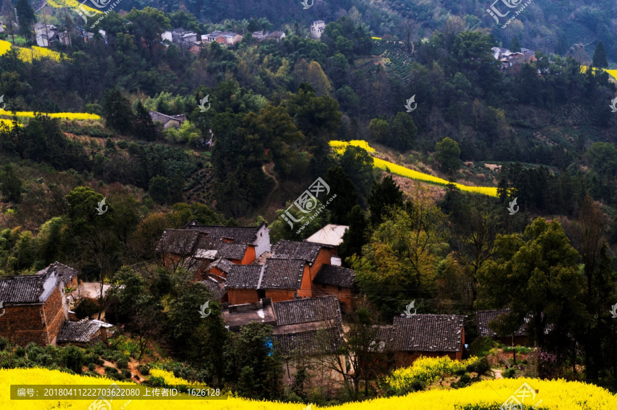 皖南山村油菜花开