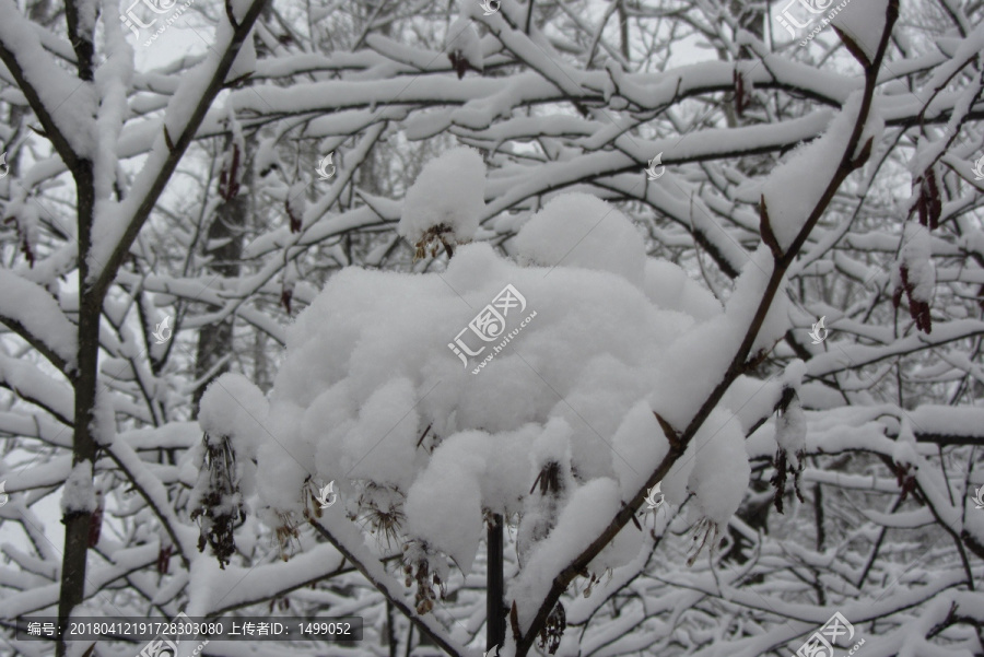 雪挂