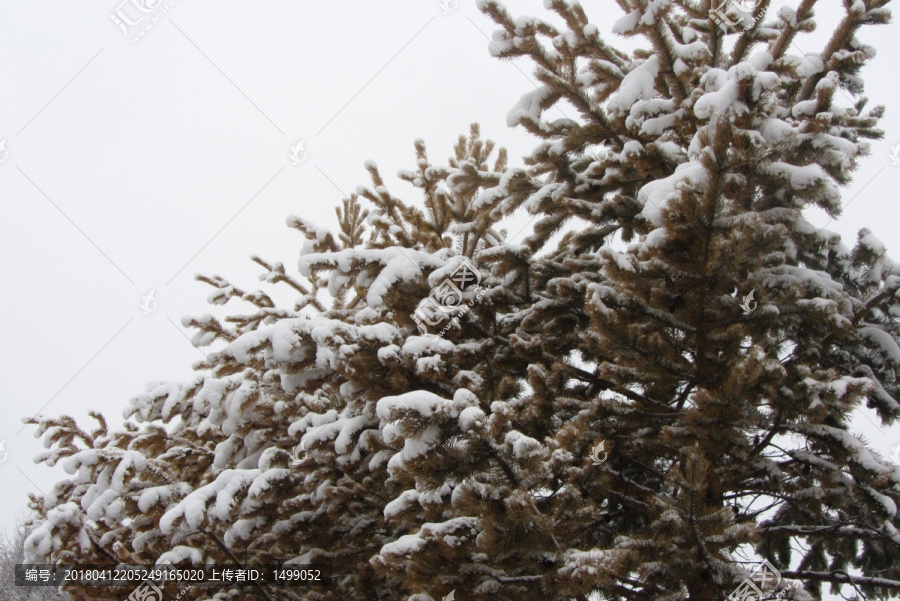 阳春白雪