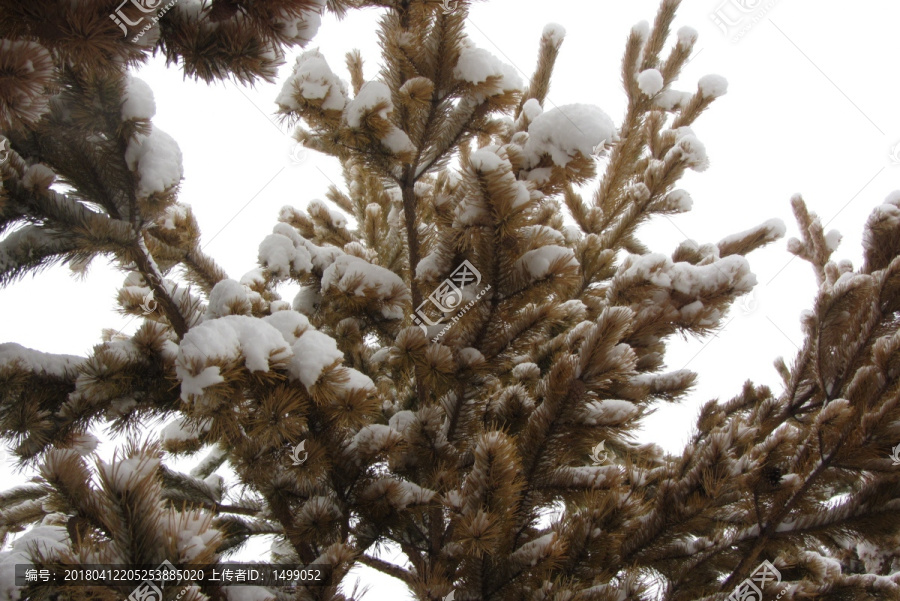 阳春白雪