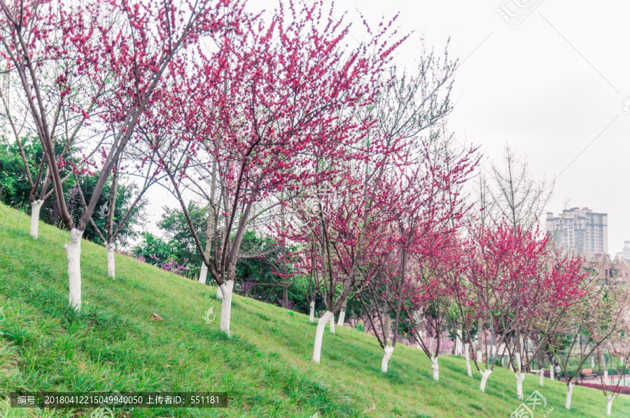 樱花