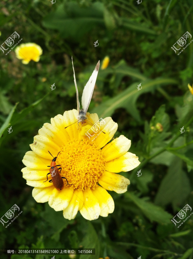 鲜花,花色小花,昆虫,快乐