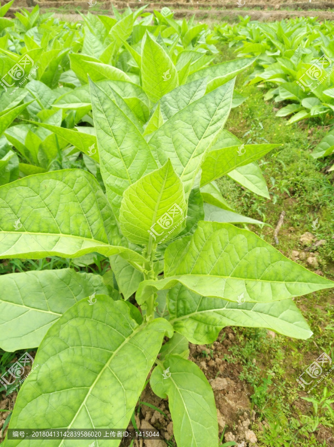 烟草,烟草种植,烟草地