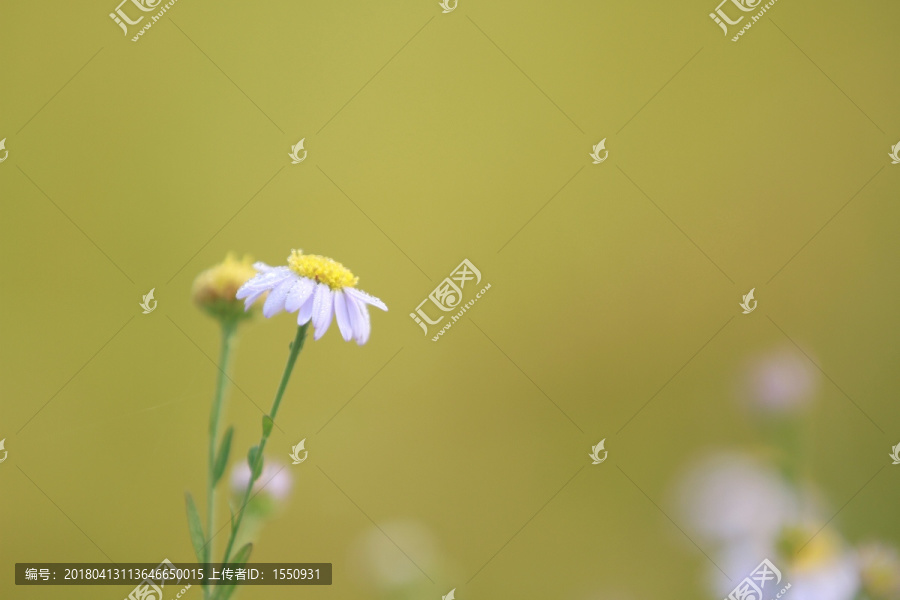 野菊花