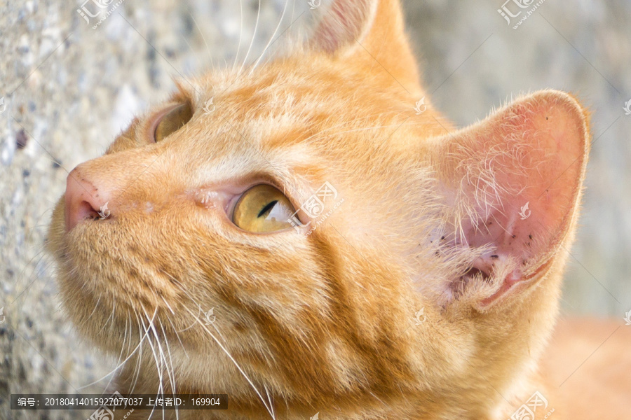 小猫,脸部特写