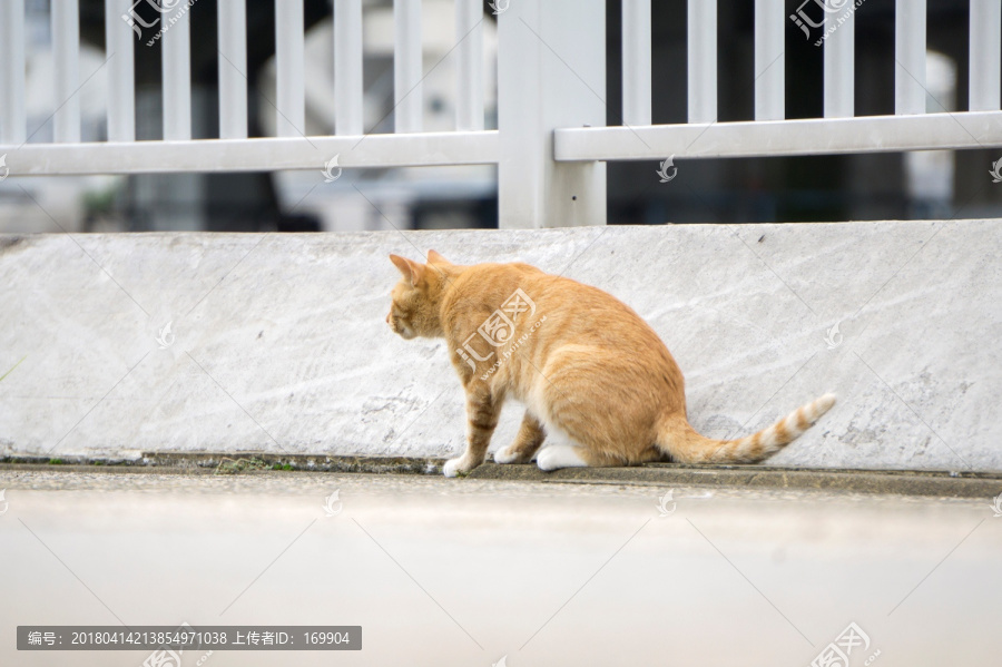 野猫