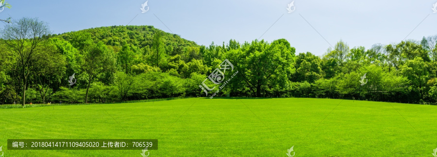 树林草坪宽幅,草坪,天空