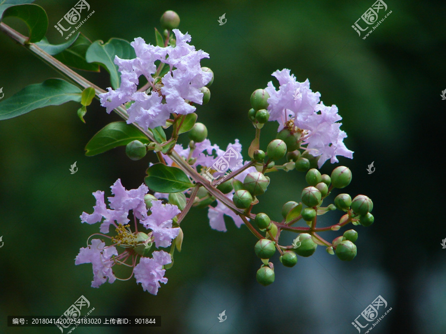 紫薇淡紫色花朵