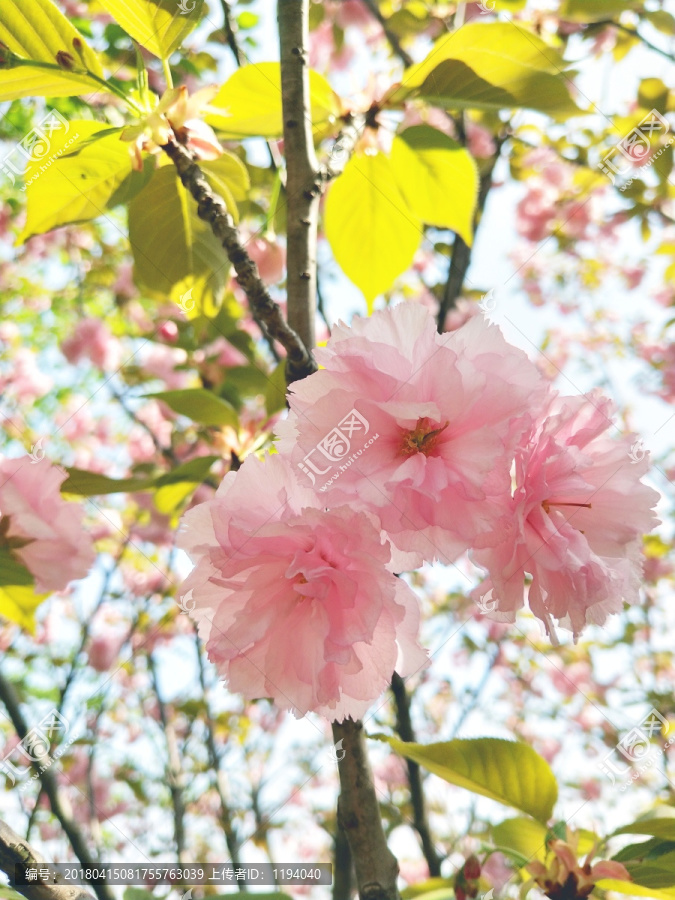 八重樱花