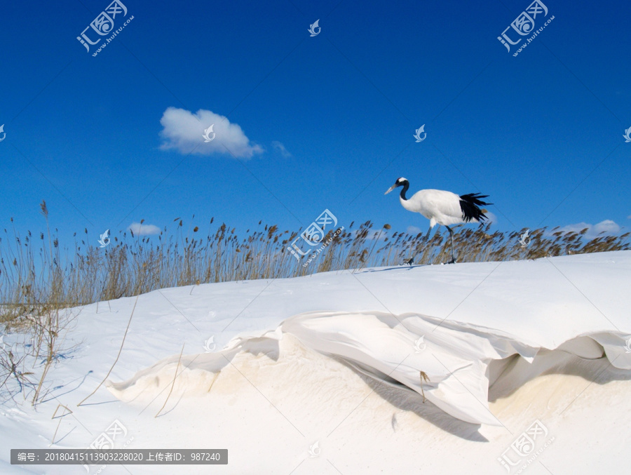 雪沃仙踪