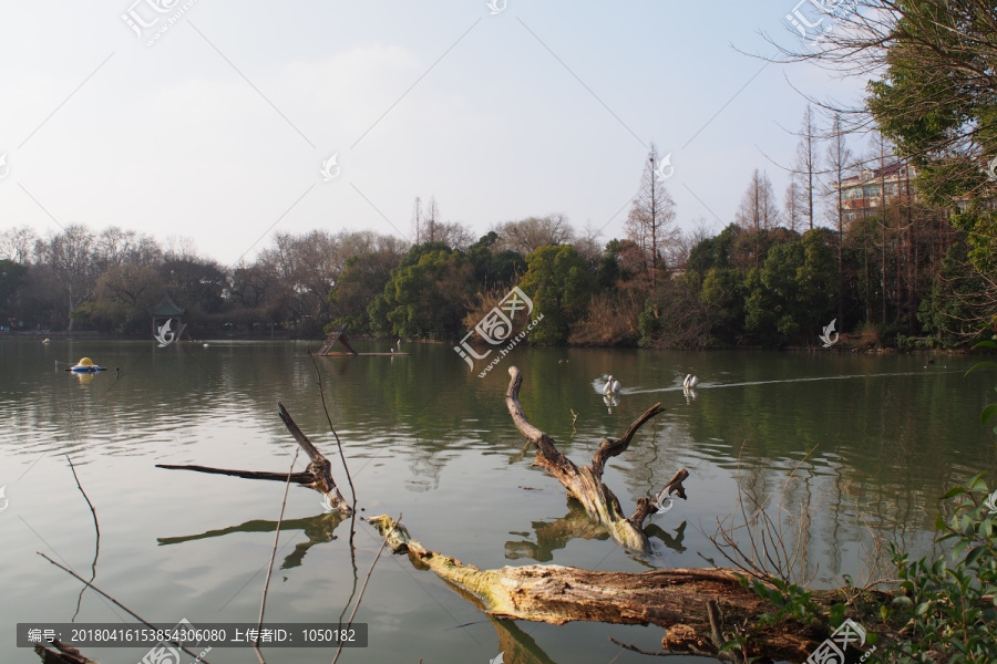 上海动物园水禽湖景观