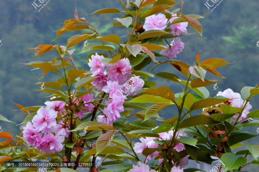 樱花