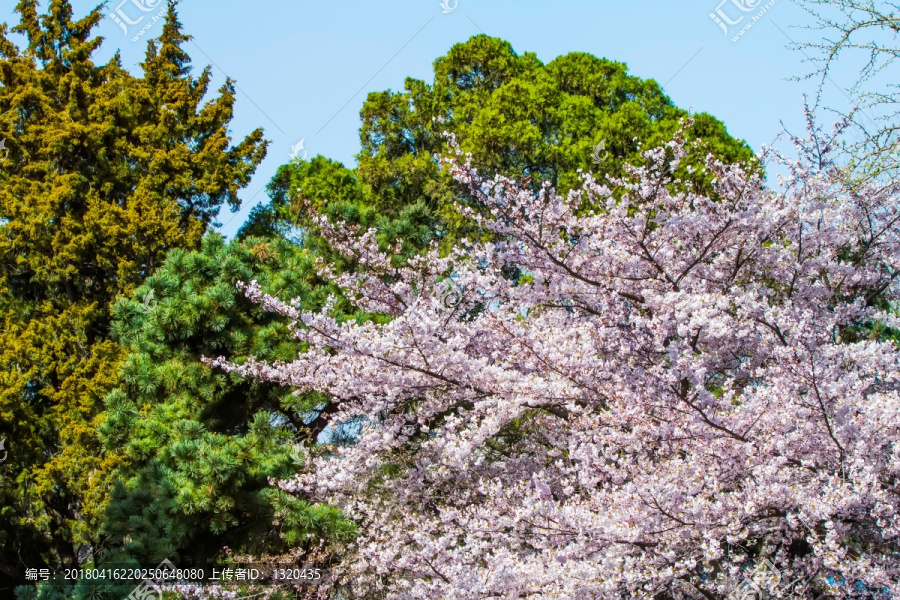 樱花