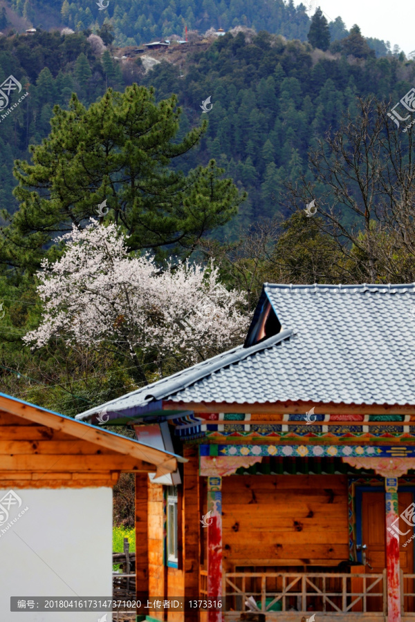 雪山桃花