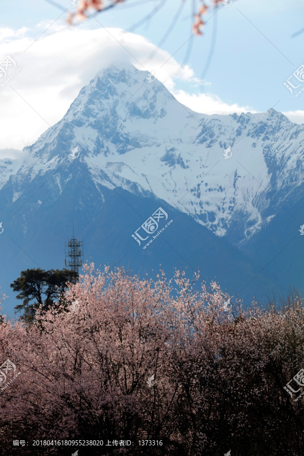 雪山桃花