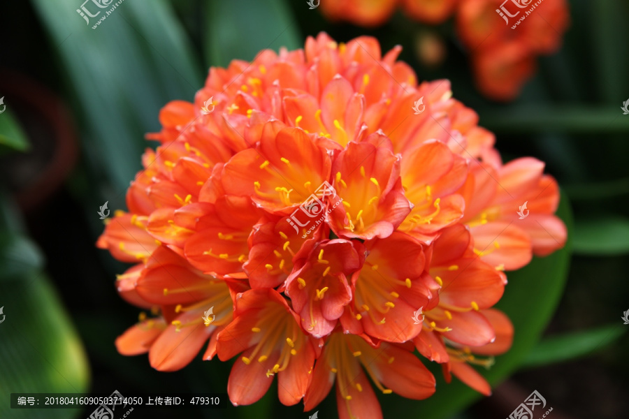 君子蘭 花 花卉