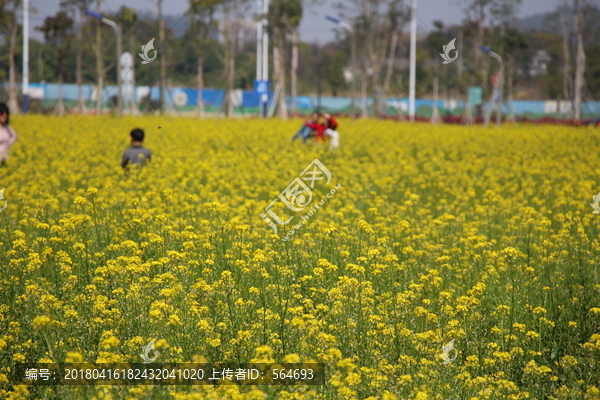 油菜花盛开