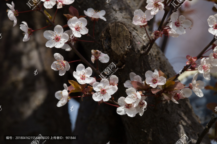 春天盛开的紫叶李花朵