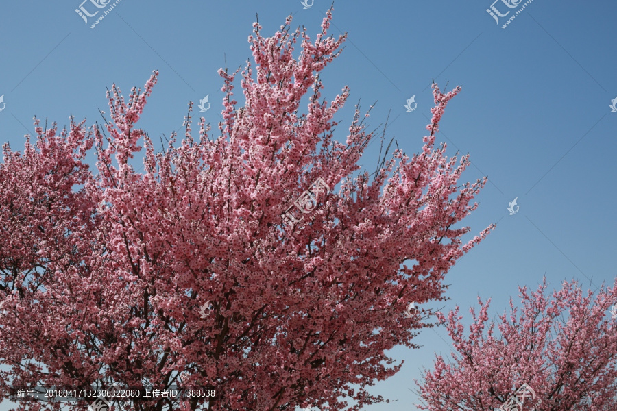 粉色,春花,花树