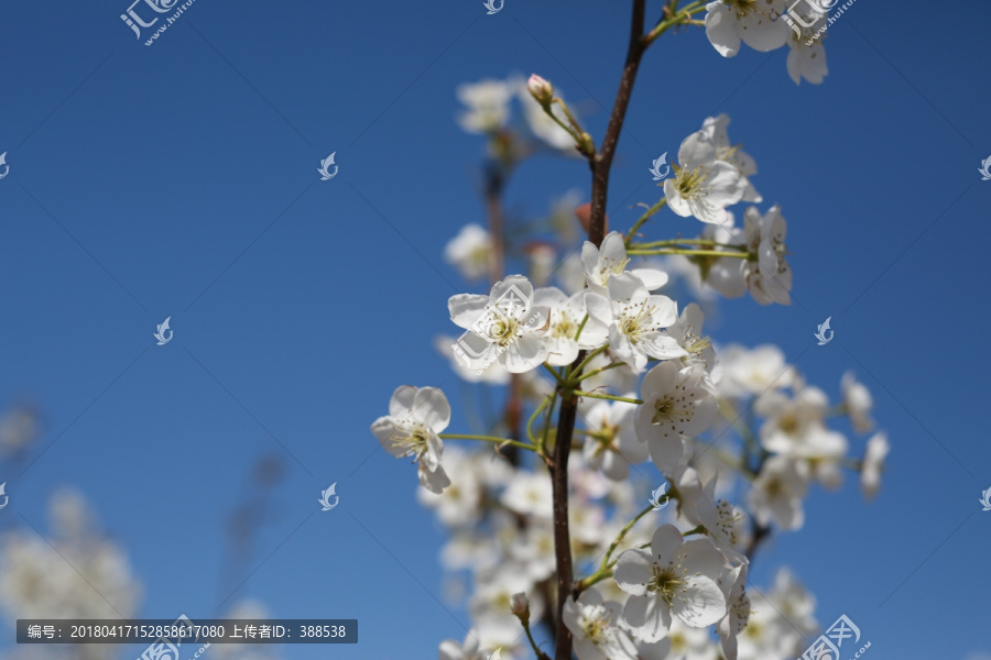 梨花