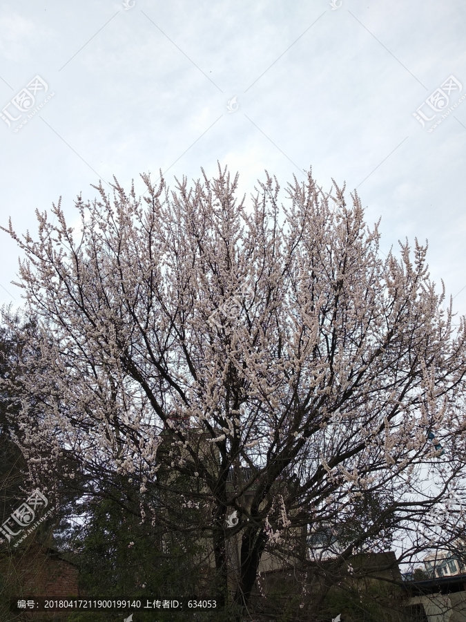 山边桃花树