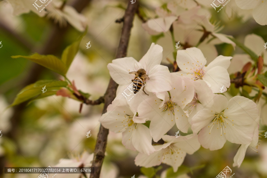 樱花,蜜蜂