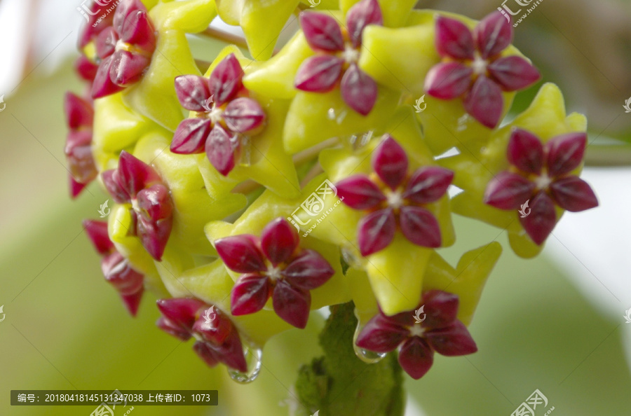 球兰花蜜