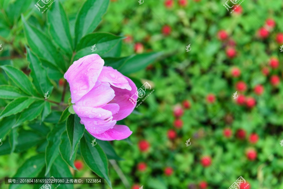 芍药花