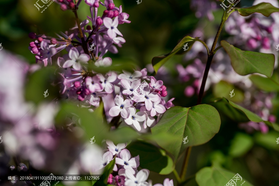 丁香花