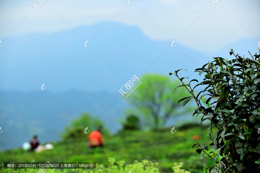 雅安蒙顶山茶园