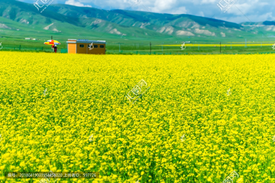 青海油菜花