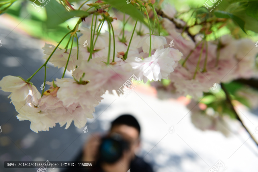 樱花近照