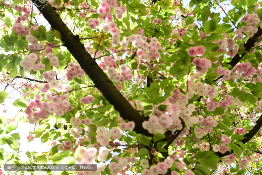 樱花花枝