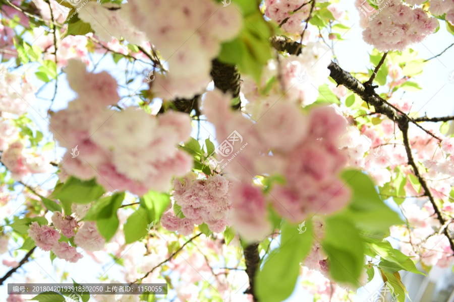 樱花花枝