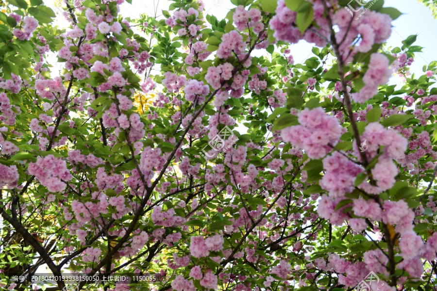 樱花花枝