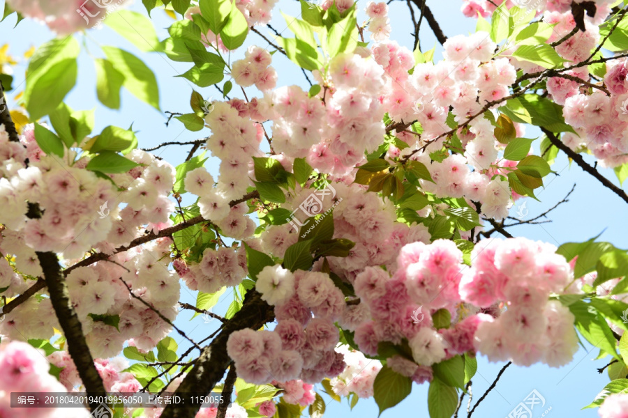 樱花花枝