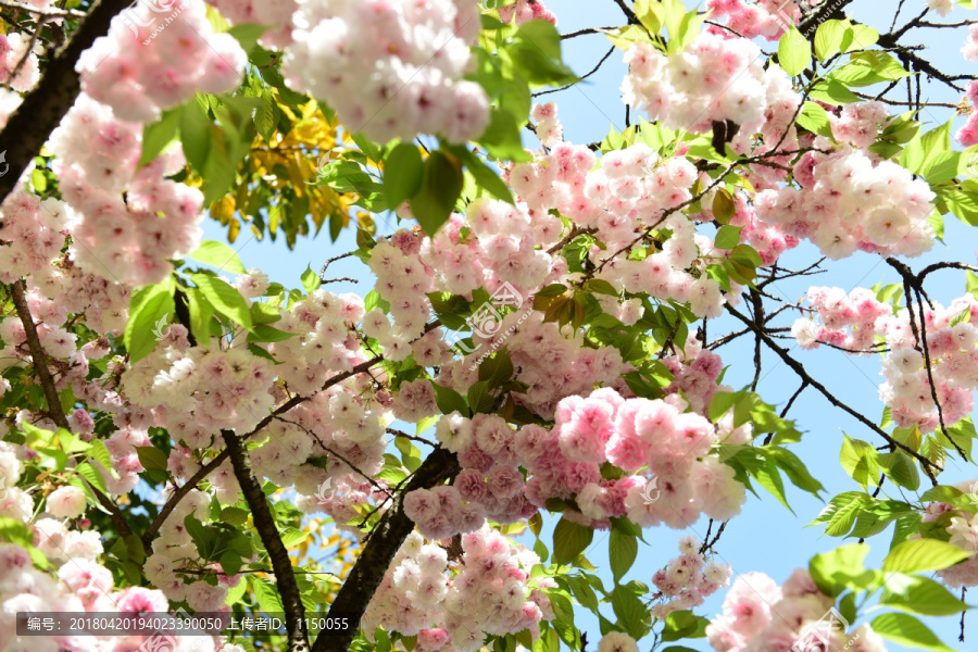 樱花花枝