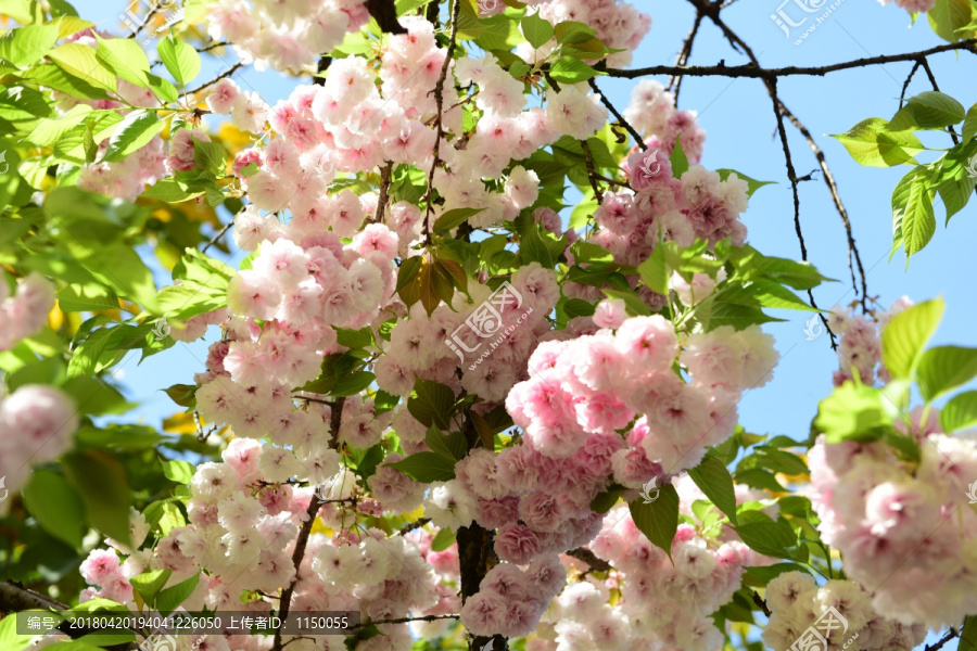 樱花花枝