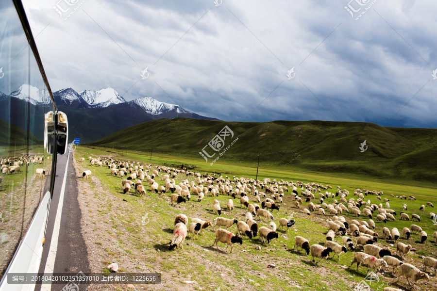 车边的羊群