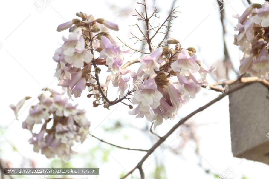 梧桐花