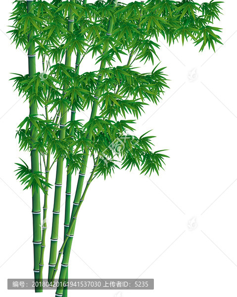 翠竹