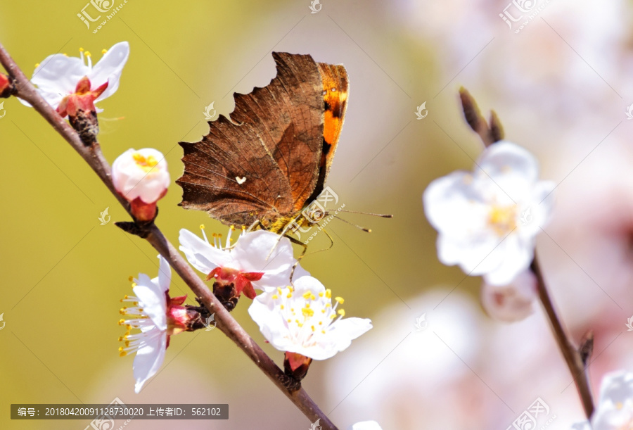 蝶恋花