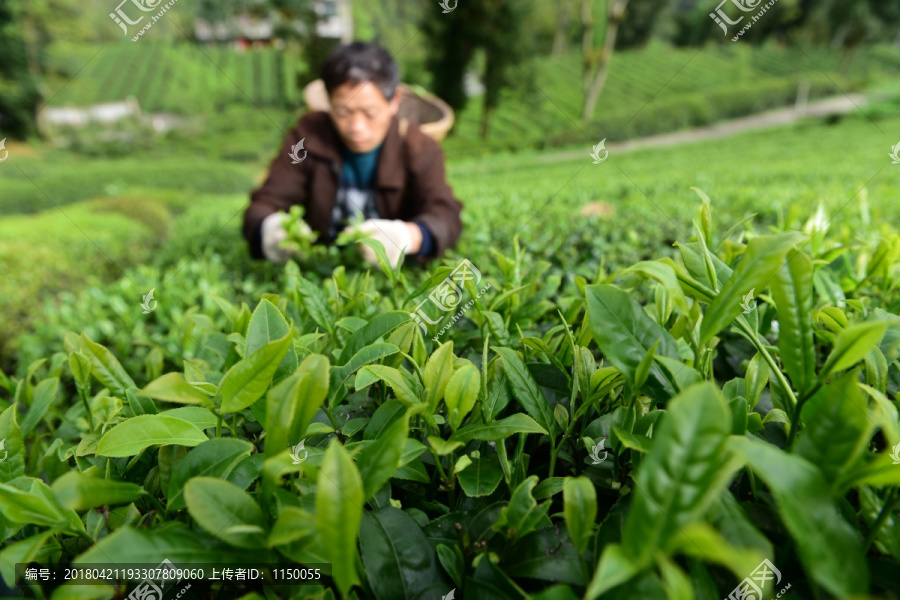 有机茶园