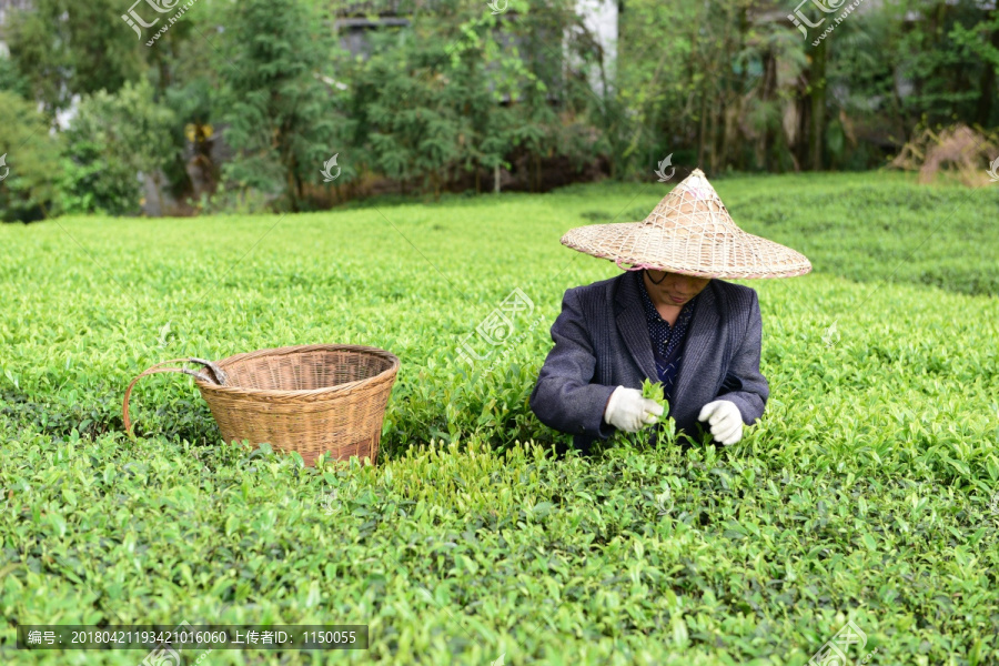 茶山采茶