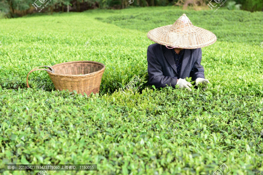 茶山采茶