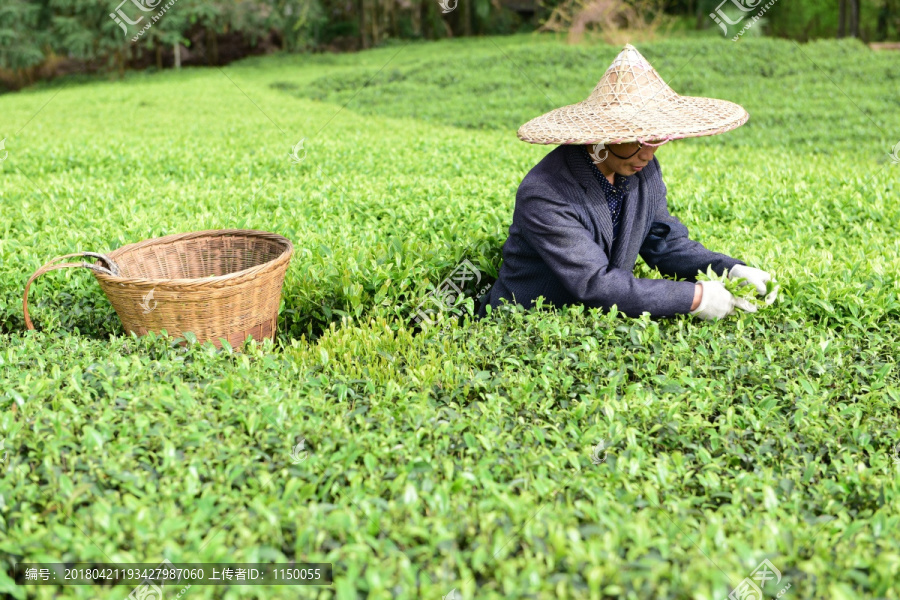 茶山采茶